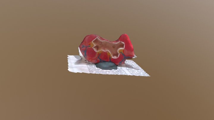 Riñon 3D Model