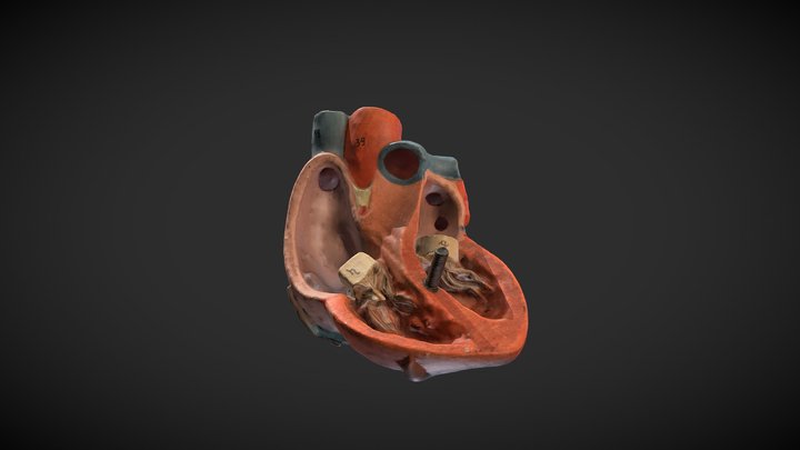 modelo de corazón - corte posterior 3D Model