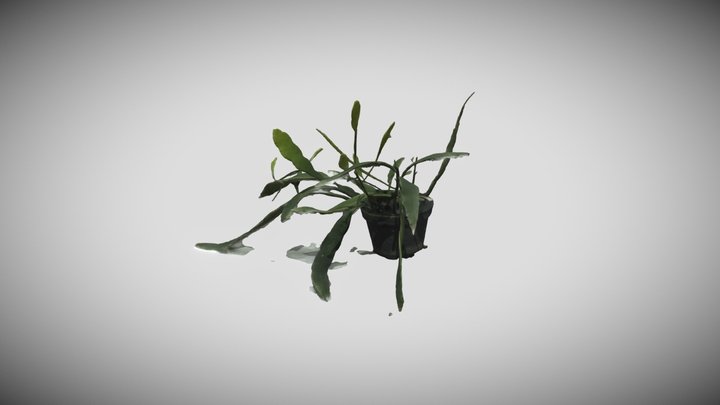 a plant in school 3D Model