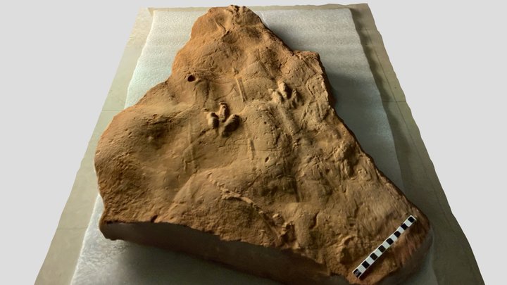 Medford Nova Scotia Dinosauriform Footprints 3D Model