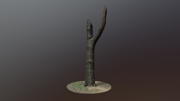 Tree Bark 3 3D Model