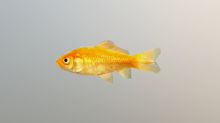 Goldfish 3D Model
