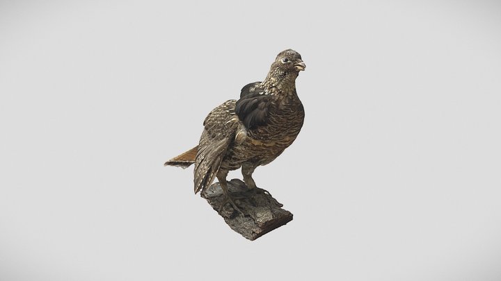 Ptarmigan - Bird Taxidermy 3D Model