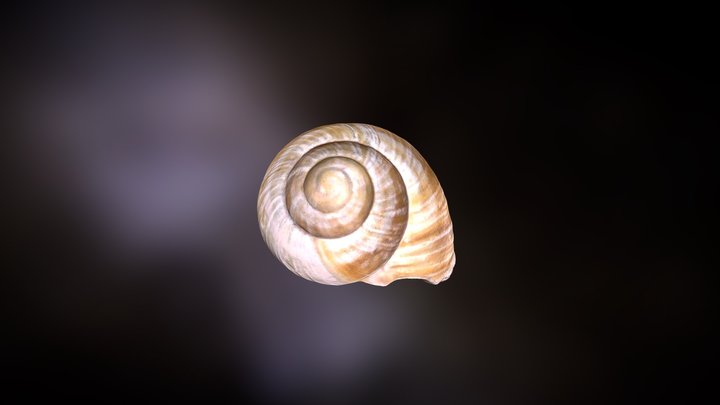 Snail shell - Weinbergschnecke 3D Model