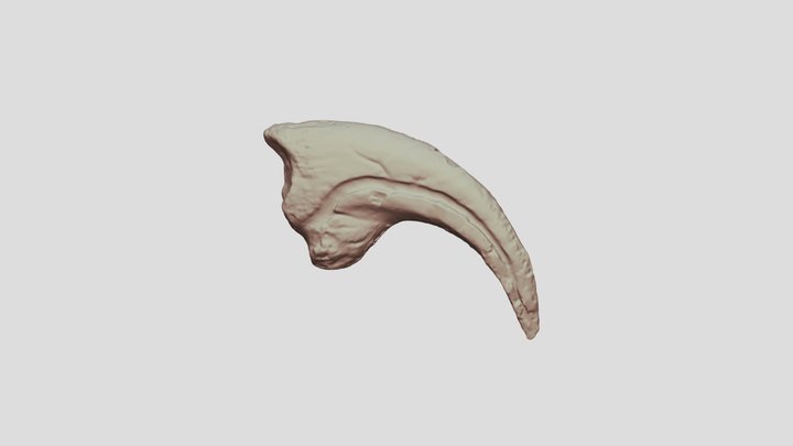 Allosaurus Claw 3D Model