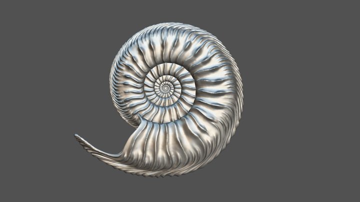Cardioceras cordatum (SOWERBY) (Microconch) 3D Model