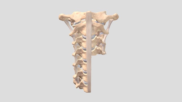 2023 Cervical Spine 3D Model