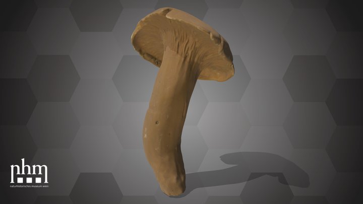 Omphalotus olearius (NHMW-AFW-DING-0046-154) – Modèle 3D gratuit STL