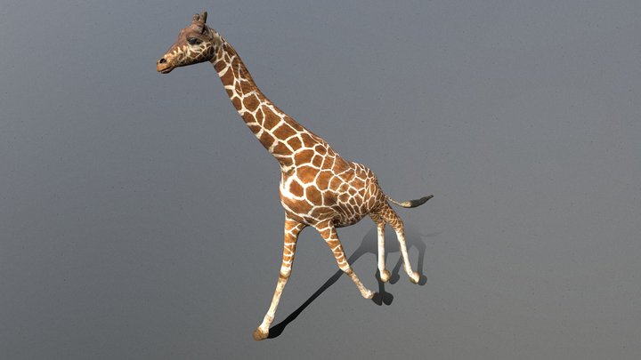 Giraffe 3D Model