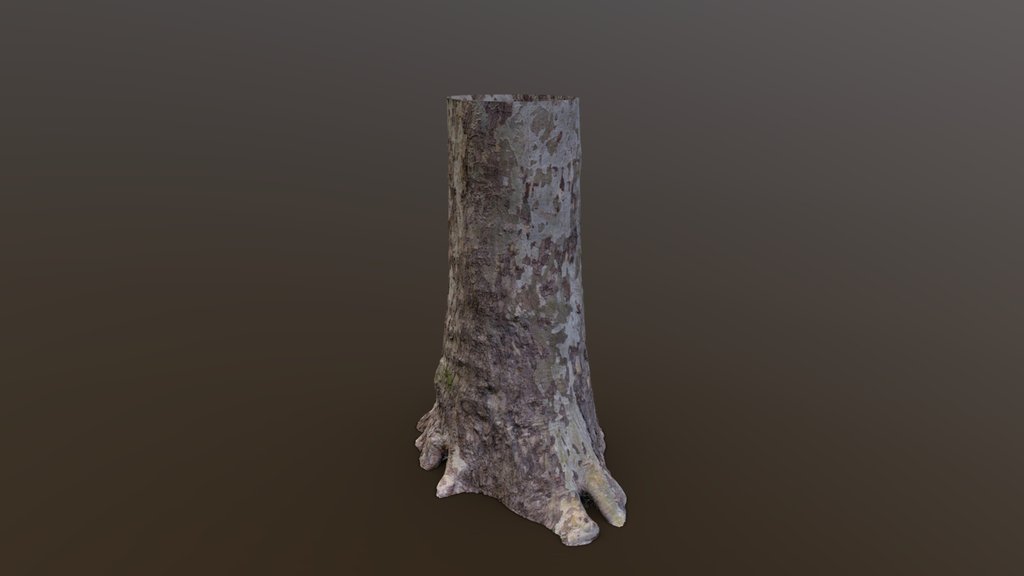 Platanus Occidentalis - Photogrammetry Scan
