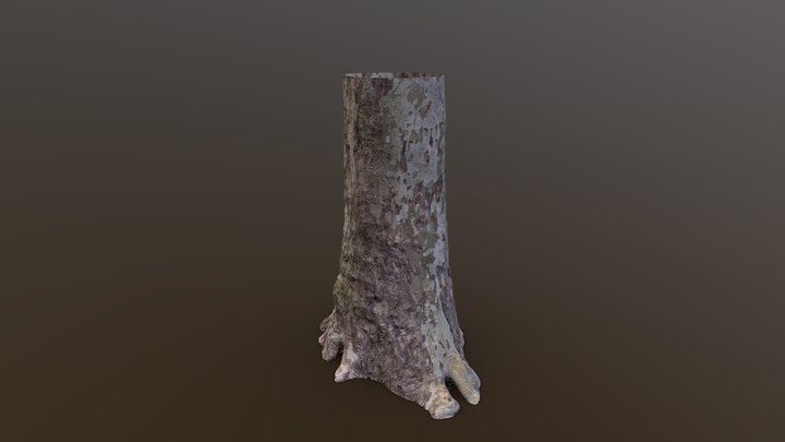 Platanus Occidentalis - Photogrammetry Scan – Modello 3D gratuito STL