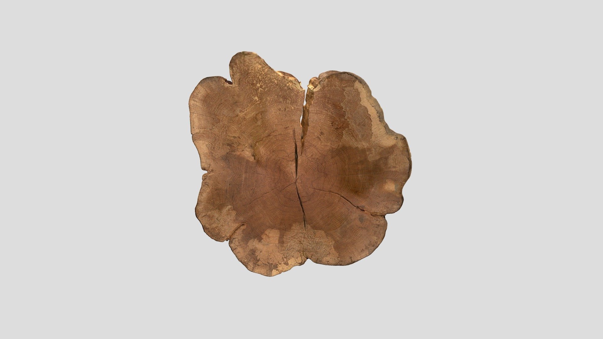 Copper beech - Fagus sylvatica f. Purpurea - 3D model by dr. Maks ...