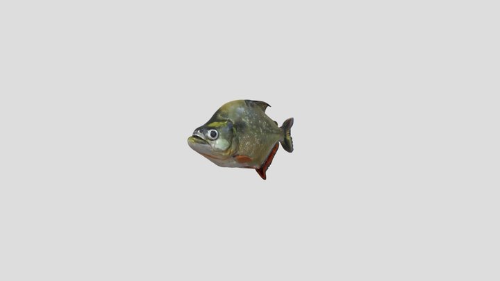 White Piranha (Serrasalmus Brandtii) – Gratis 3D-model STL