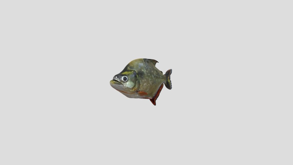 White Piranha (Serrasalmus Brandtii)