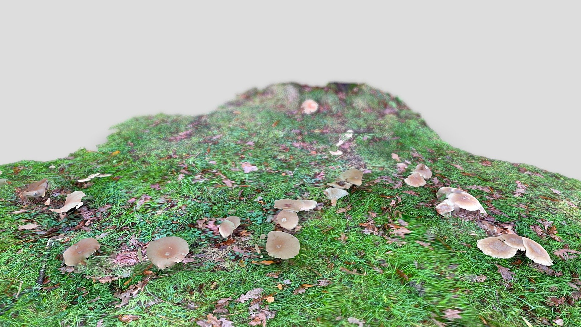Day 338: Mushrooms