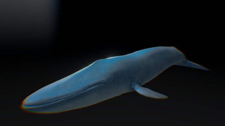 Blue whale 3D Model