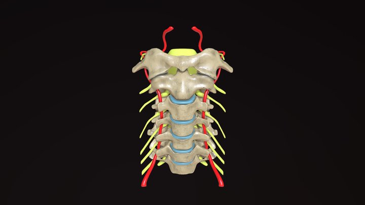 Cervical Spine - Labelled 3D Model