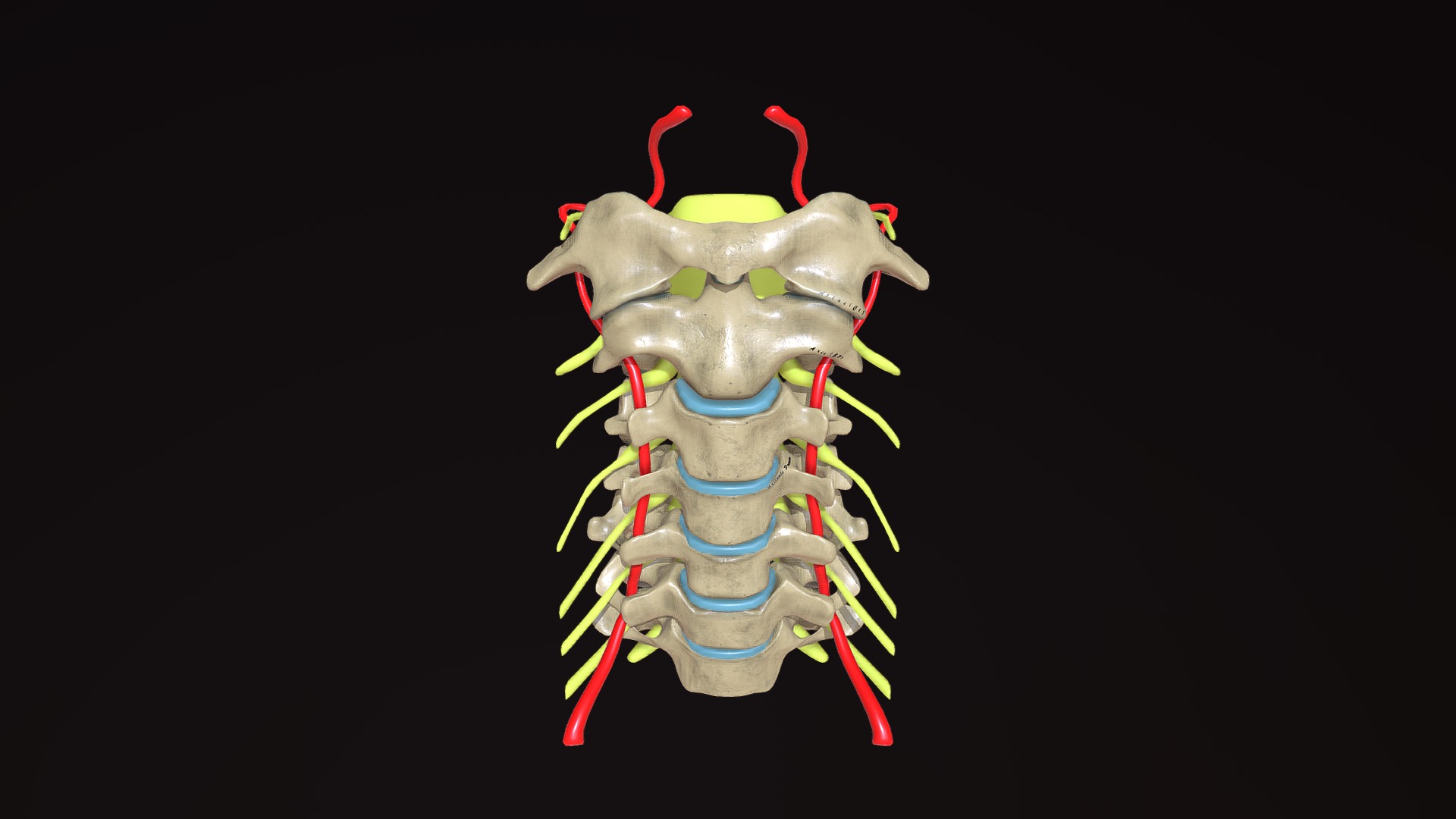 3D model Cervical Spine – Labelled - This is a 3D model of the Cervical Spine - Labelled. The 3D model is about a green and red robot.