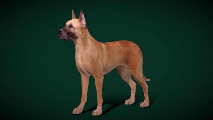 Great Dane Dog Breed (Game Ready) 3D Model