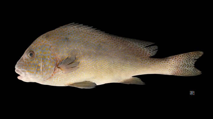 fish gun - 3D model by showbabls [73d3102] - Sketchfab