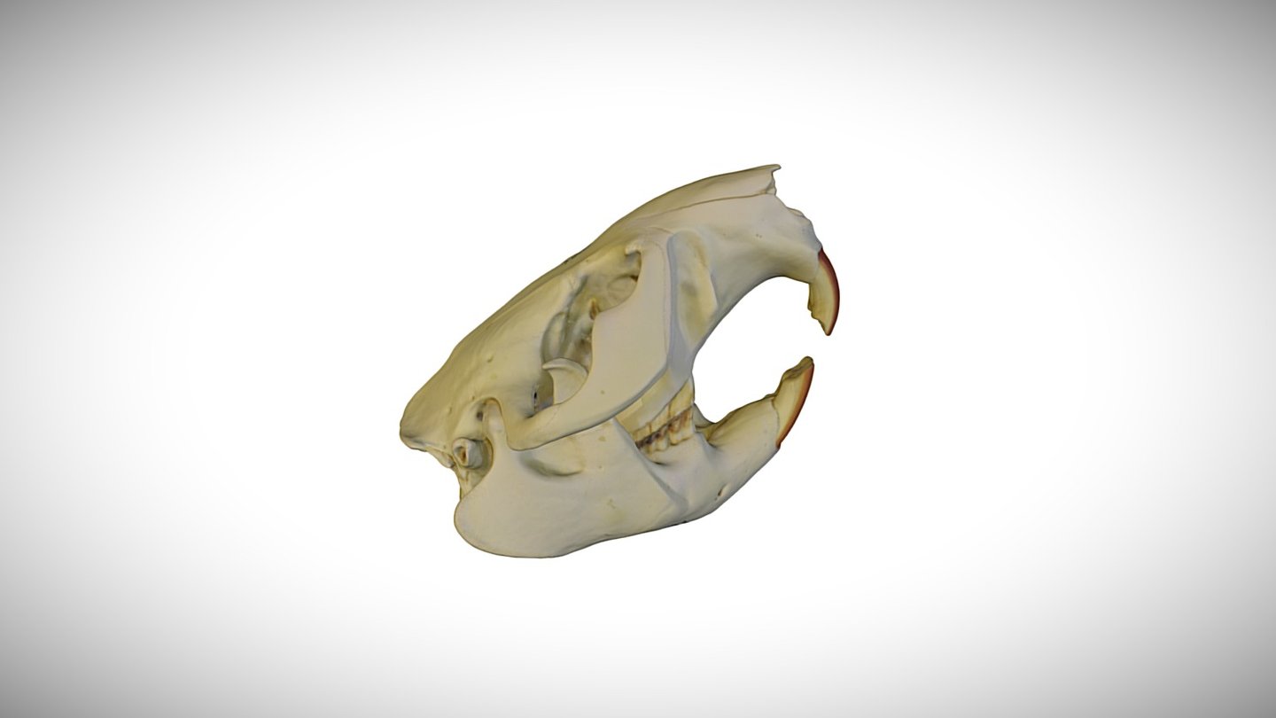 North American beaver / CAS:MAM:8068 — Sketchfab embed 3D viewer