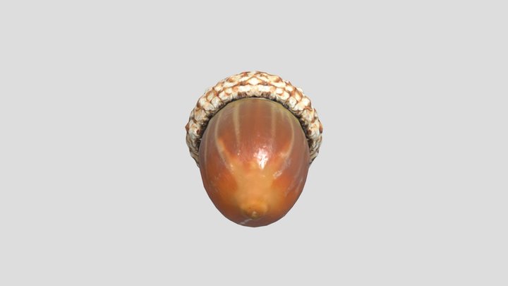 Acorn