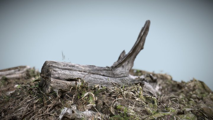 Tree stump 02 3D Model