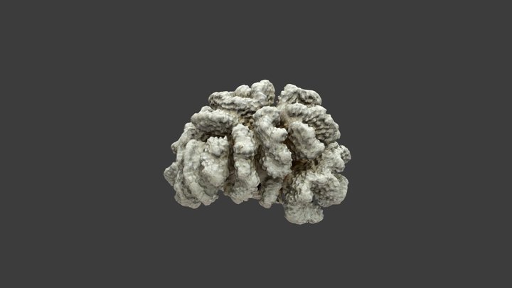 Pocillopora Meandrina – Modello 3D gratuito STL