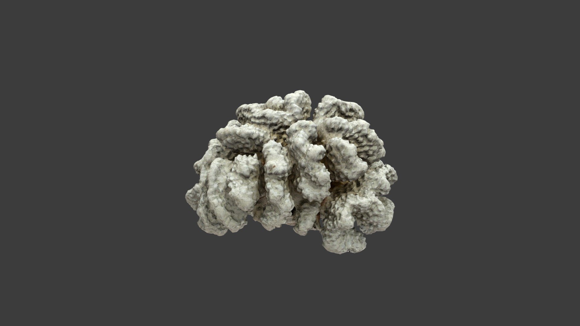 Pocillopora Meandrina