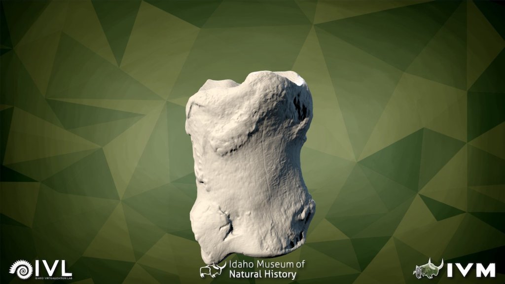 IMNH-75002-27-Right Front Medial-Proximal Phalax
