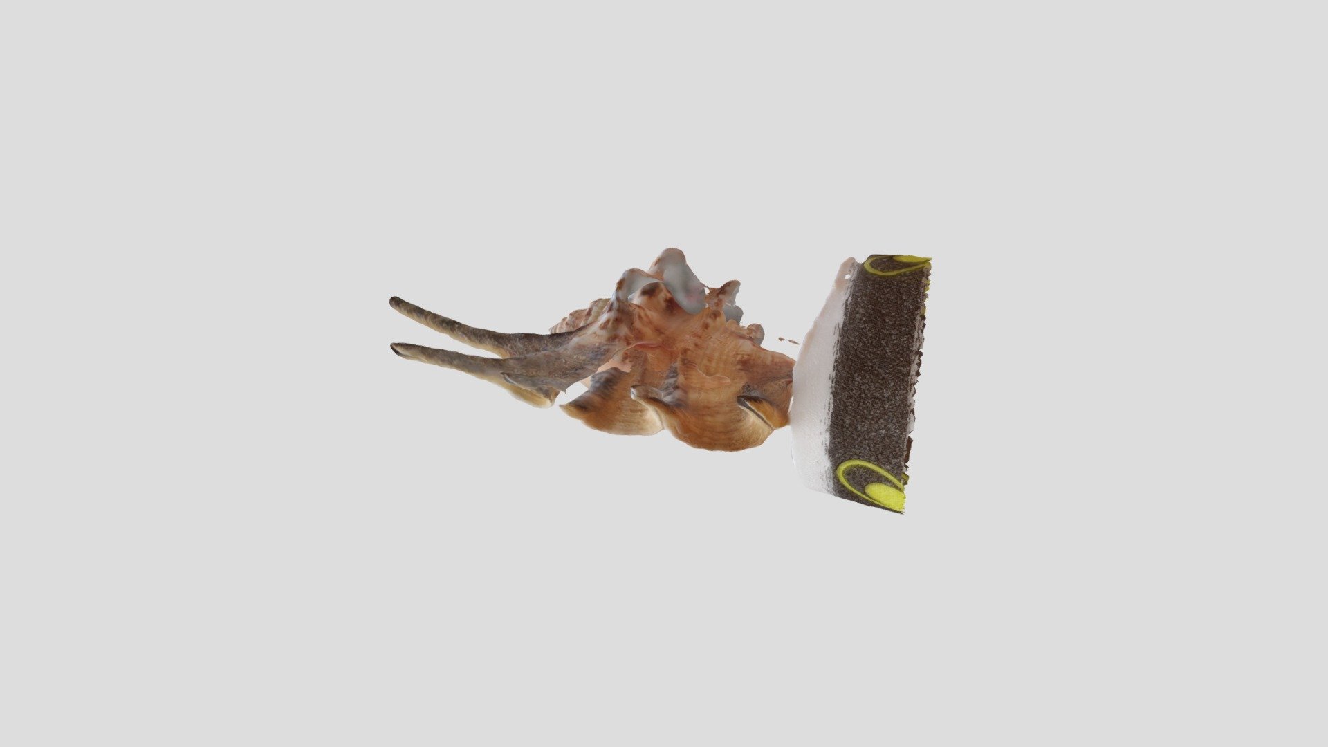 Sea Shell 3 passes