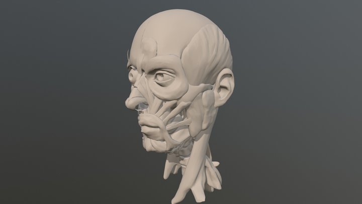 Human Head Anatomy 3D Model