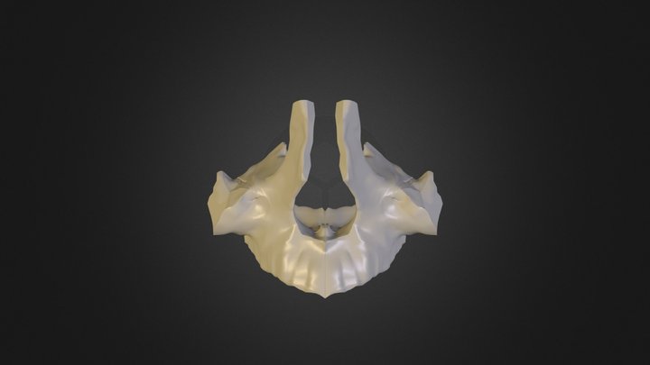 Maxilla Human Anatomy 3D Model