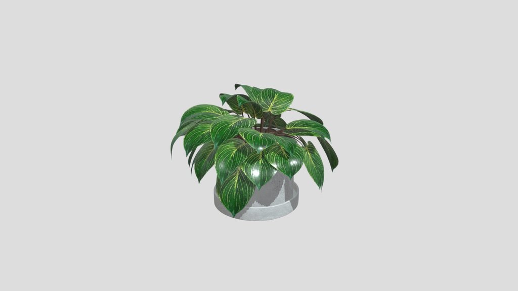 Philodendron Birkin Indoor Plant