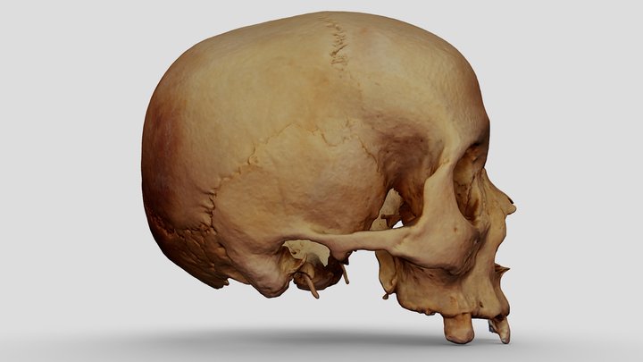 Skull Photos 3D Model