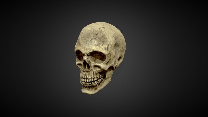 Skull Sculpture 3D Model