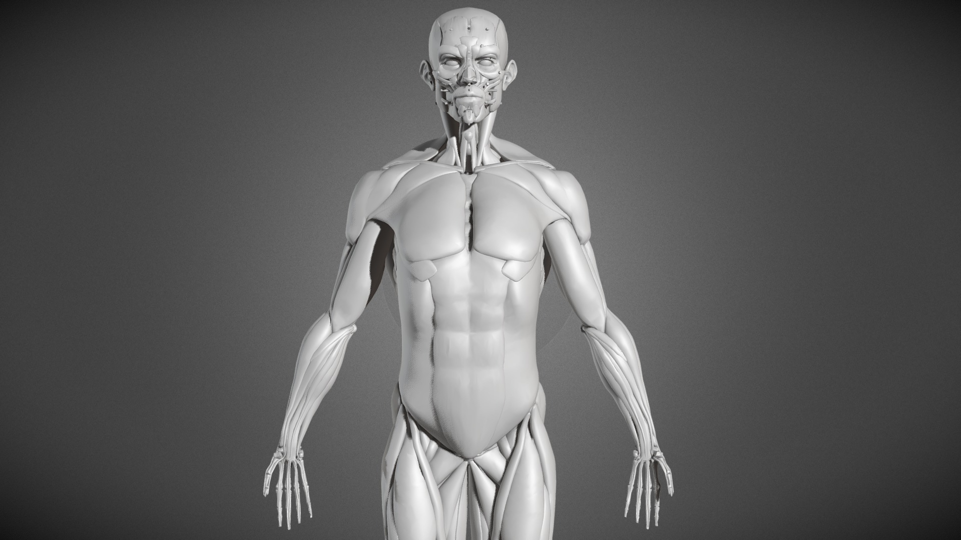 Male Body Muscular System Anatomy Study 3d Model By Ruslan Gadzhiev Ruslangadzhiev 991eb96