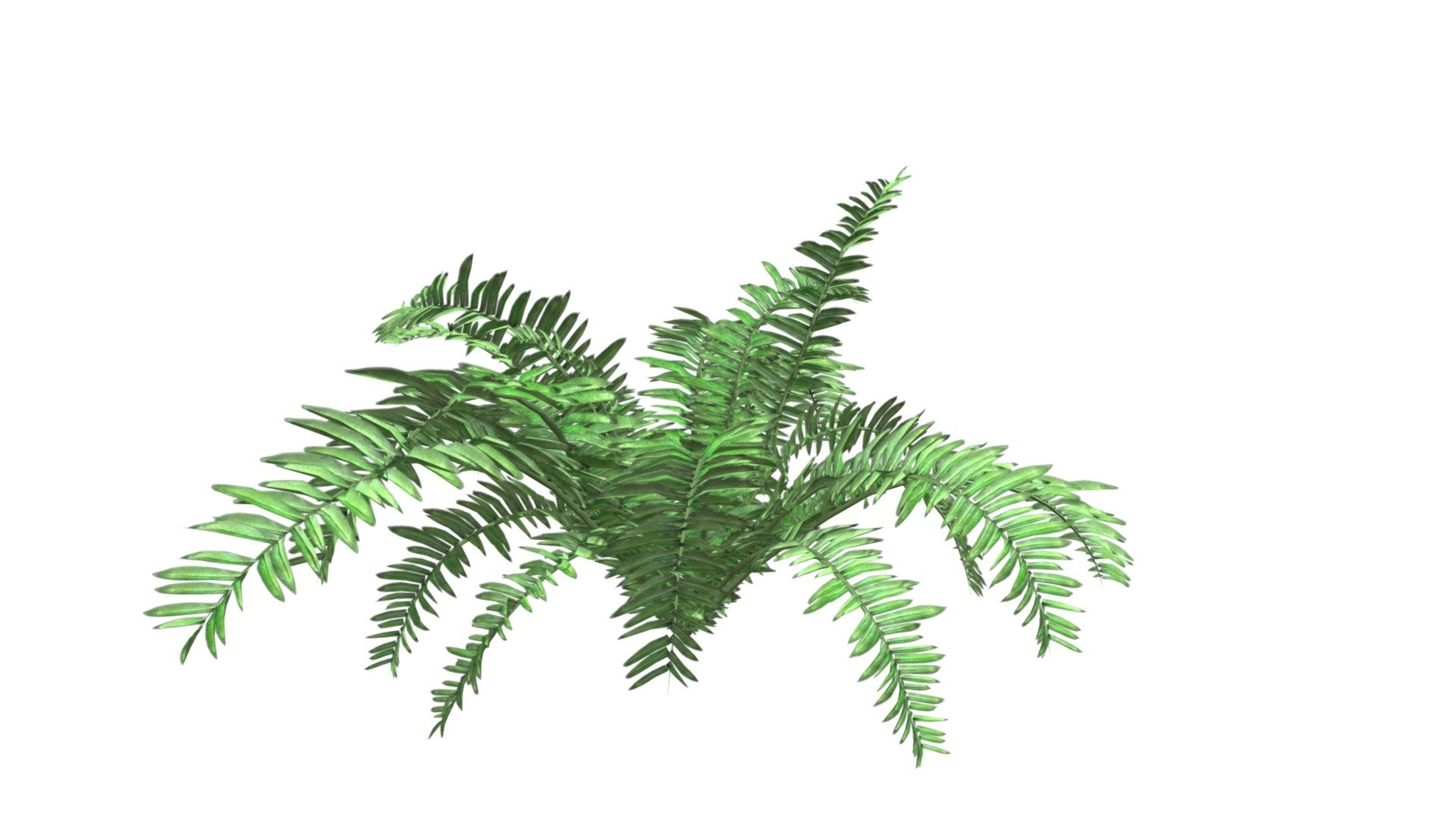 Boston Fern Plant #03 - Buy Royalty Free 3D model by meshshape [991f343 ...