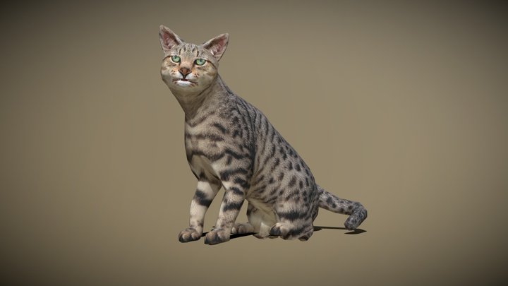 3DRT - domestic animals - cat 3D Model