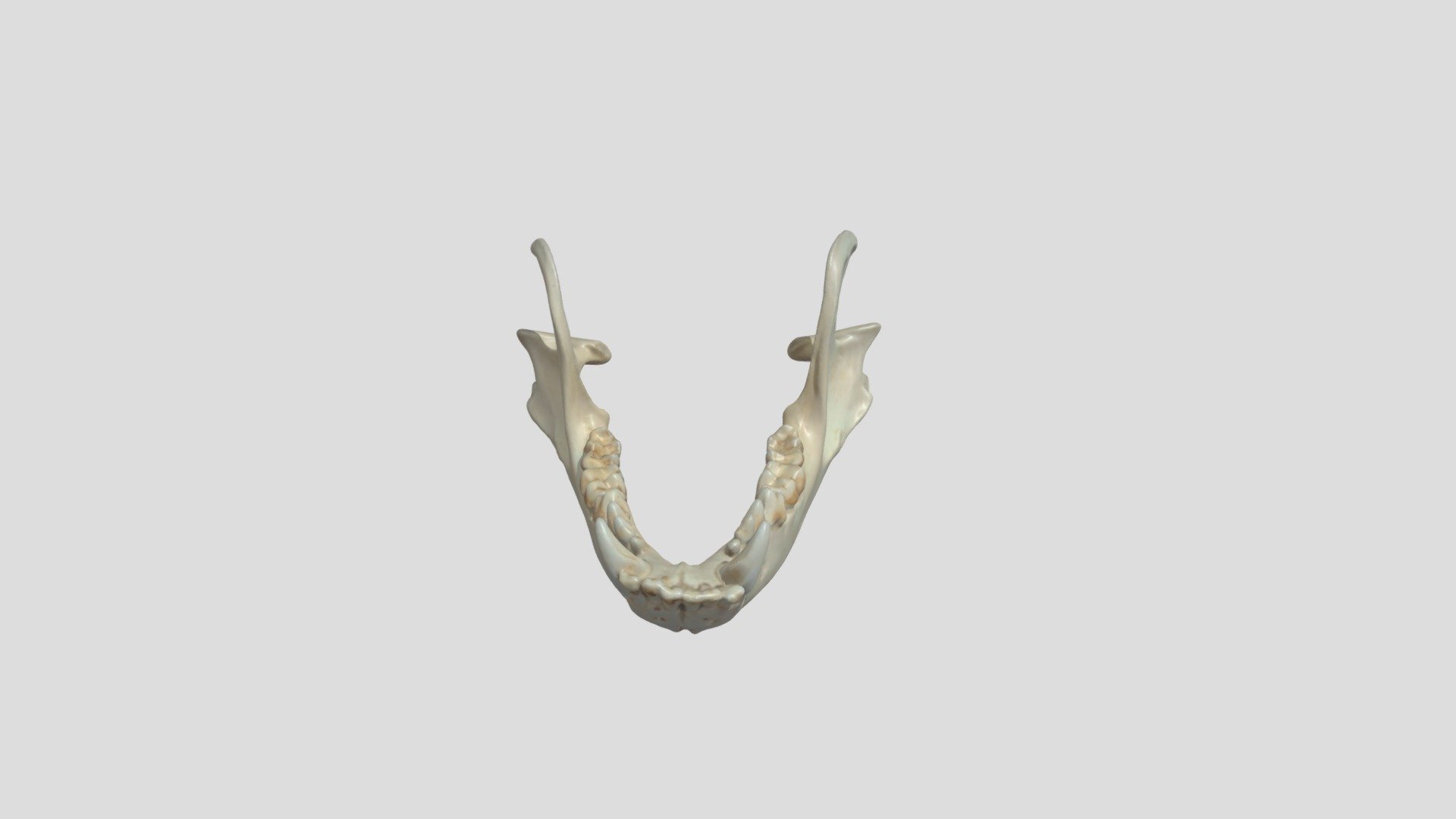 Raccoon Skull Bottom - Download Free 3D model by makercommons [9920244