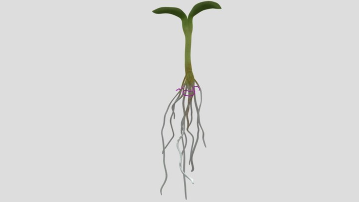 13 Nematode - ABAD Pierre - ADMIRE – Free 3D Model STL