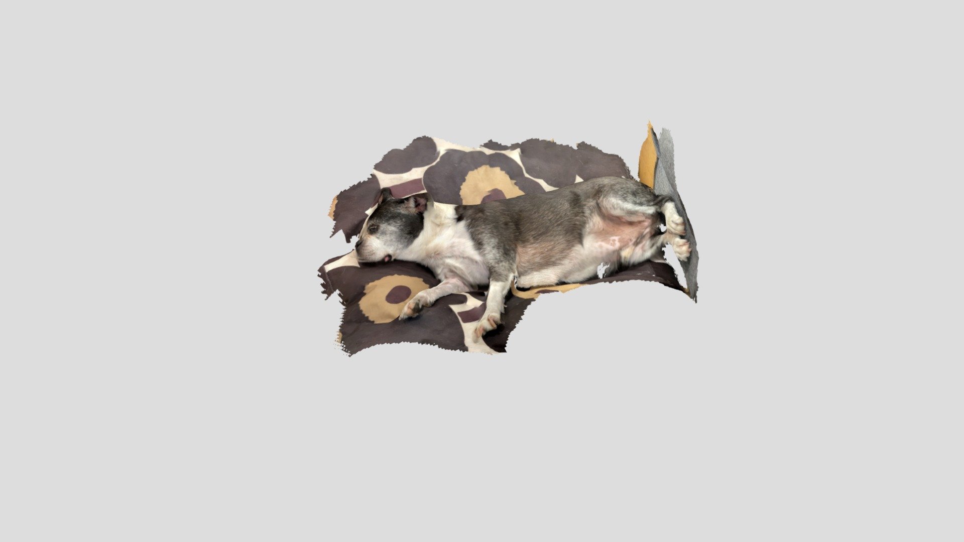 Sleeping Dog