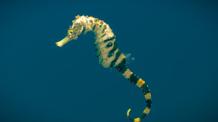 Tiger Tail Seahorse ♀ 3D Model