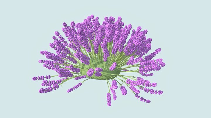 Lavender model 3D Model