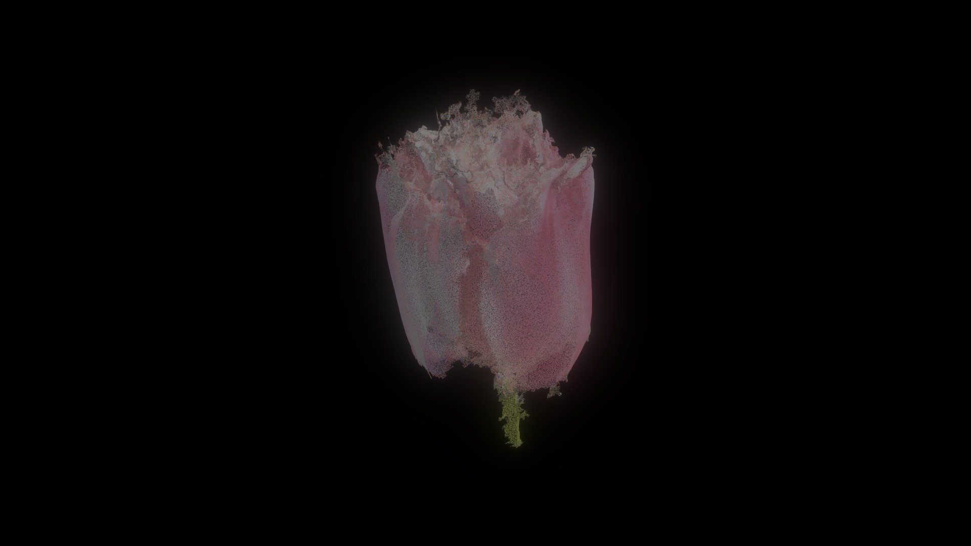 Tulip