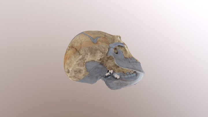 Neanderthal Skull 3D Model
