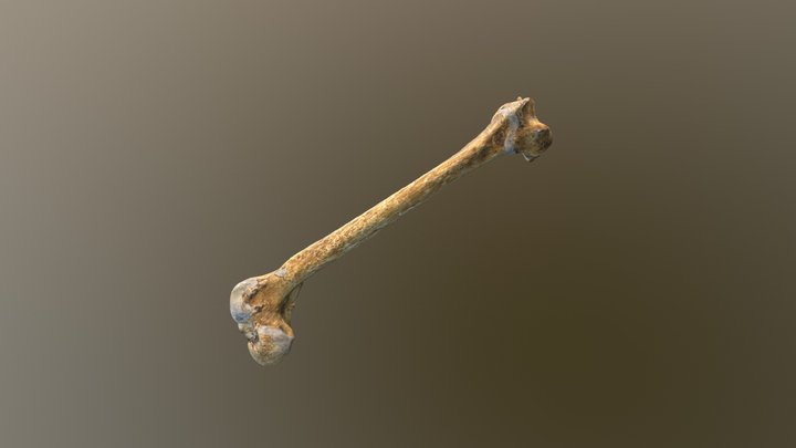 Neanderthal Femur 3D Model