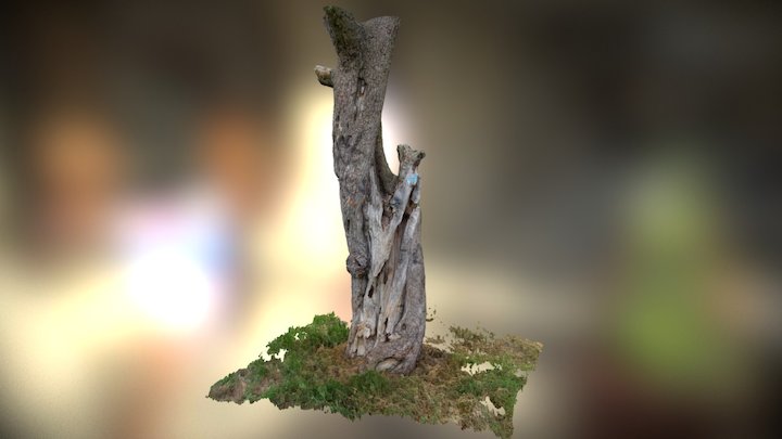 Wild tree // Rakovník 3D Model