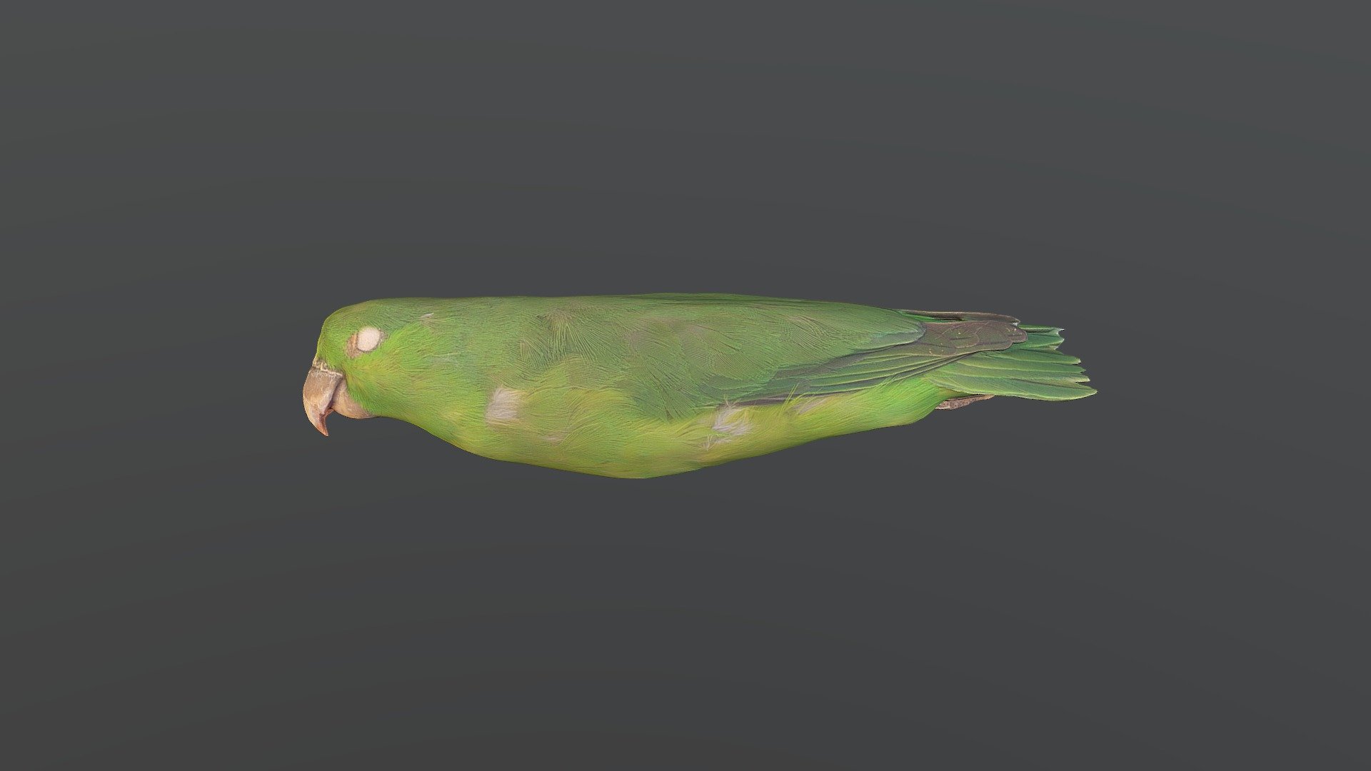 Mexican Parrotlet Forpus cyanopygius Download Free 3D model by
