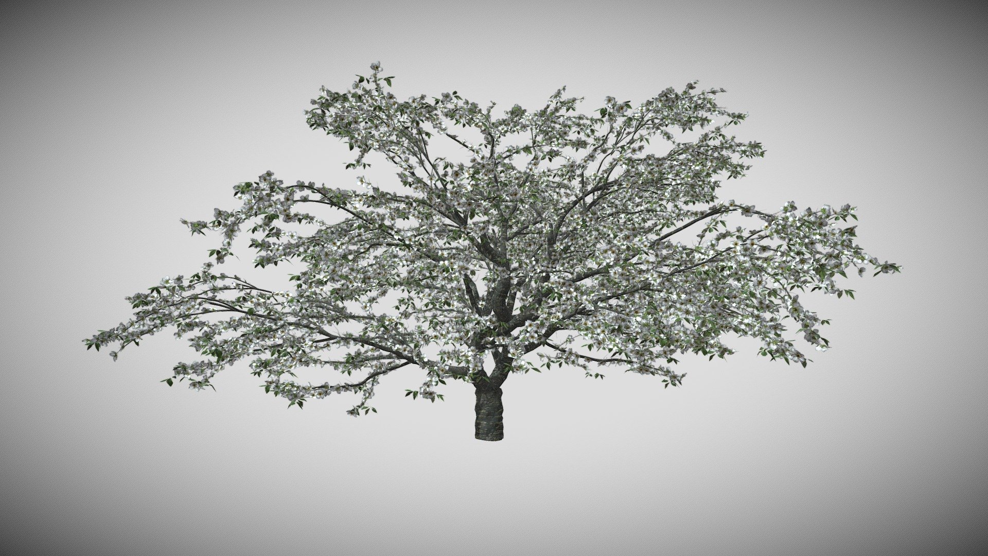 Cherry Blosssoms Tree - Buy Royalty Free 3D model by DATEC_Studio ...
